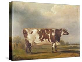 Wildair' an Eight-Year-Old Heifer in a River Landscape, 1827-Thomas Weaver-Stretched Canvas