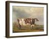 Wildair' an Eight-Year-Old Heifer in a River Landscape, 1827-Thomas Weaver-Framed Giclee Print