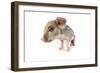 Wildboar Piglet on White Background-null-Framed Photographic Print