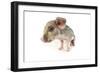 Wildboar Piglet on White Background-null-Framed Photographic Print