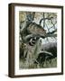 Wildcat in a Tree, 1902-Wilhelm Kuhnert-Framed Giclee Print