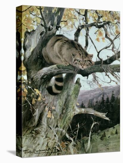 Wildcat in a Tree, 1902-Wilhelm Kuhnert-Stretched Canvas