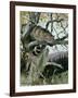 Wildcat in a Tree, 1902-Wilhelm Kuhnert-Framed Giclee Print