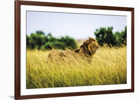 Wildcat-Berthold Dieckfoss-Framed Giclee Print