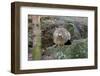 Wildcat-Reiner Bernhardt-Framed Photographic Print