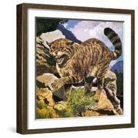 Wildcat-G. W Backhouse-Framed Giclee Print