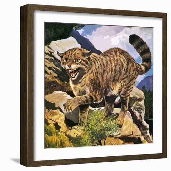 Wildcat-G. W Backhouse-Framed Giclee Print