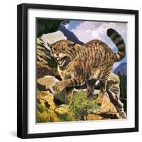 Wildcat-G. W Backhouse-Framed Giclee Print