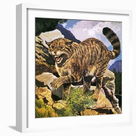 Wildcat-G. W Backhouse-Framed Giclee Print