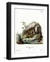 Wildcat-null-Framed Giclee Print