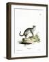 Wildcat-null-Framed Giclee Print