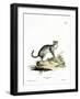 Wildcat-null-Framed Giclee Print