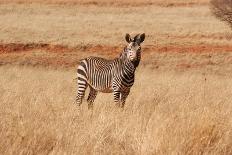 The Big African Zebra-WildDragon-Photographic Print