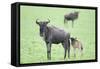 Wildebeest and Calf-DLILLC-Framed Stretched Canvas