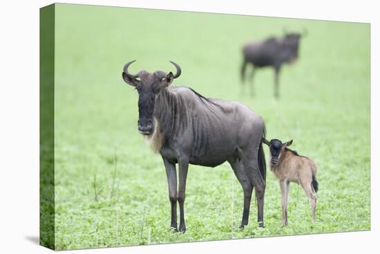 Wildebeest and Calf-DLILLC-Stretched Canvas