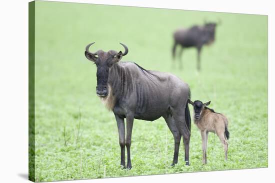 Wildebeest and Calf-DLILLC-Stretched Canvas