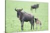 Wildebeest and Calf-DLILLC-Stretched Canvas