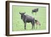Wildebeest and Calf-DLILLC-Framed Photographic Print