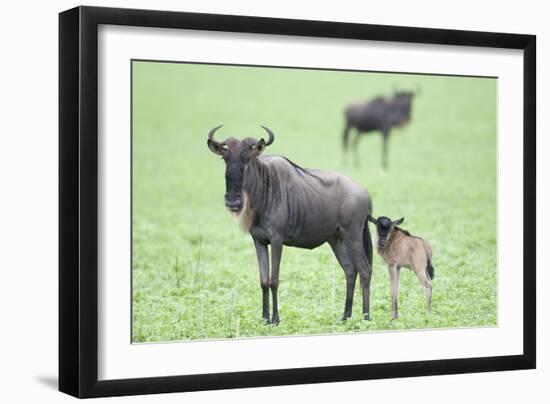 Wildebeest and Calf-DLILLC-Framed Photographic Print