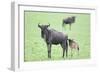 Wildebeest and Calf-DLILLC-Framed Photographic Print