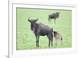 Wildebeest and Calf-DLILLC-Framed Photographic Print