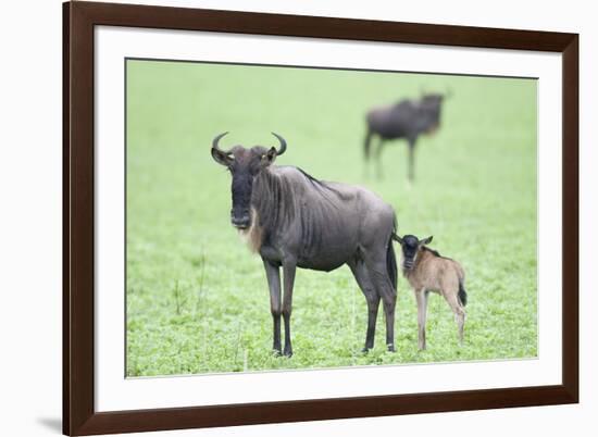 Wildebeest and Calf-DLILLC-Framed Photographic Print