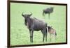 Wildebeest and Calf-DLILLC-Framed Photographic Print