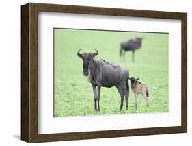 Wildebeest and Calf-DLILLC-Framed Photographic Print