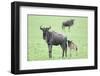 Wildebeest and Calf-DLILLC-Framed Photographic Print