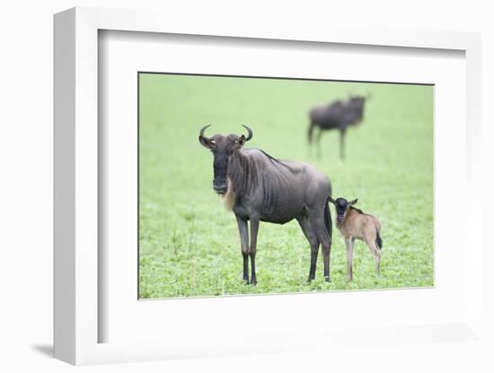 Wildebeest and Calf-DLILLC-Framed Photographic Print