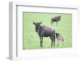 Wildebeest and Calf-DLILLC-Framed Photographic Print