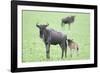 Wildebeest and Calf-DLILLC-Framed Photographic Print