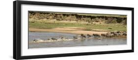 Wildebeest and Zebra Crossing the River in the Serengeti, Tanzania, Africa-Life on White-Framed Premium Photographic Print