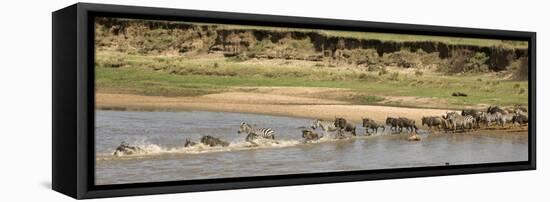 Wildebeest and Zebra Crossing the River in the Serengeti, Tanzania, Africa-Life on White-Framed Stretched Canvas