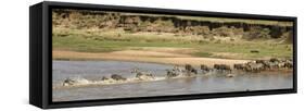 Wildebeest and Zebra Crossing the River in the Serengeti, Tanzania, Africa-Life on White-Framed Stretched Canvas