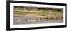 Wildebeest and Zebra Crossing the River in the Serengeti, Tanzania, Africa-Life on White-Framed Photographic Print