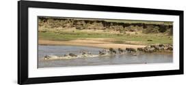 Wildebeest and Zebra Crossing the River in the Serengeti, Tanzania, Africa-Life on White-Framed Photographic Print