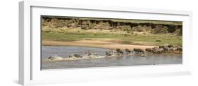 Wildebeest and Zebra Crossing the River in the Serengeti, Tanzania, Africa-Life on White-Framed Photographic Print
