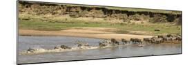 Wildebeest and Zebra Crossing the River in the Serengeti, Tanzania, Africa-Life on White-Mounted Photographic Print