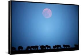 Wildebeest at Moonrise in Masai Mara National Reserve-Paul Souders-Framed Stretched Canvas