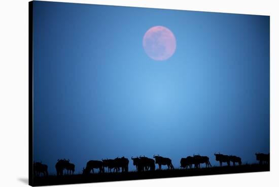 Wildebeest at Moonrise in Masai Mara National Reserve-Paul Souders-Stretched Canvas