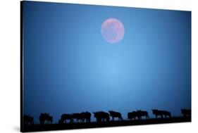 Wildebeest at Moonrise in Masai Mara National Reserve-Paul Souders-Stretched Canvas