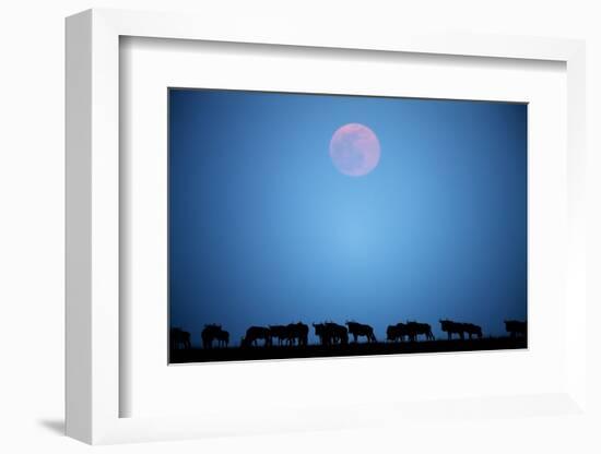 Wildebeest at Moonrise in Masai Mara National Reserve-Paul Souders-Framed Photographic Print