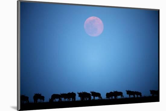 Wildebeest at Moonrise in Masai Mara National Reserve-Paul Souders-Mounted Photographic Print
