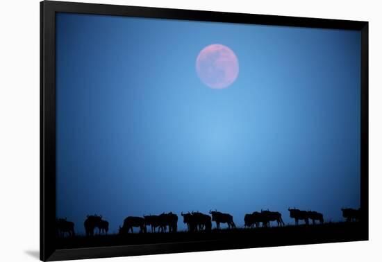 Wildebeest at Moonrise in Masai Mara National Reserve-Paul Souders-Framed Photographic Print