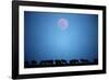 Wildebeest at Moonrise in Masai Mara National Reserve-Paul Souders-Framed Photographic Print