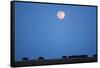 Wildebeest Below Full Moon in Masai Mara National Reserve-Paul Souders-Framed Stretched Canvas