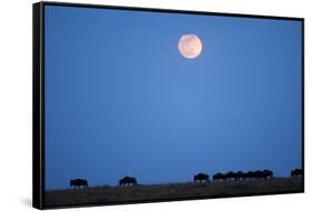 Wildebeest Below Full Moon in Masai Mara National Reserve-Paul Souders-Framed Stretched Canvas