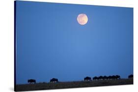 Wildebeest Below Full Moon in Masai Mara National Reserve-Paul Souders-Stretched Canvas