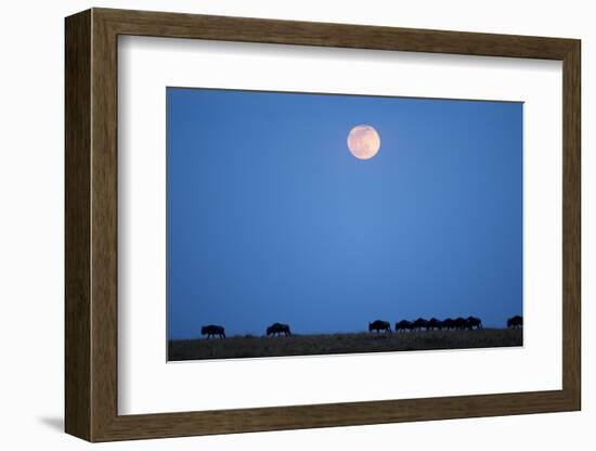 Wildebeest Below Full Moon in Masai Mara National Reserve-Paul Souders-Framed Photographic Print